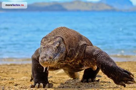 Óriás Komodo sárkány - a legnagyobb gyík a bolygó - a tenger tények