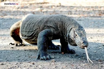 Óriás Komodo sárkány - a legnagyobb gyík a bolygó - a tenger tények