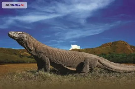 Gigant dragon Komodo - cea mai mare șopârlă a planetei - marea faptelor