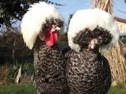 Fehér-koronás holland fajta csirkék