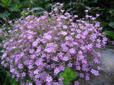 Gypsophila pe termen lung (41 poze) fulg de nea panikulyata a crescut, paniculata flamingo, târâtoare,