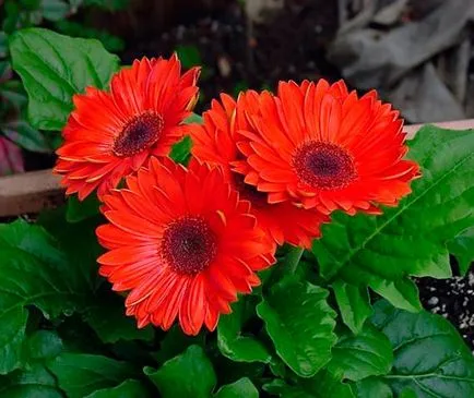 Gerber la domiciliu - normele de udare de îngrijire la domiciliu gerbera, transplantare, boala