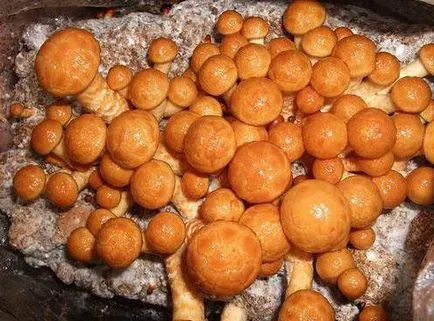 Nameko описание и методи за използване на продукта гъби