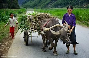 bivoli de apă și rudele sălbatice ale unui taur african, indoneziană și pitic filipineză