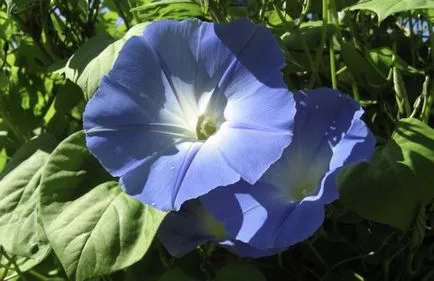 Morning Glory Descriere specii și soiuri de comune (cu fotografii)