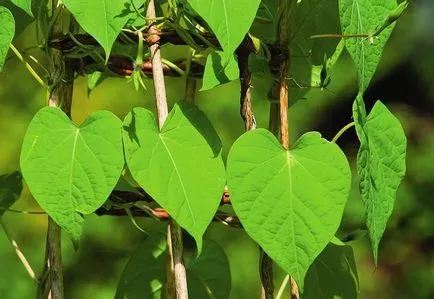 Ipomoea purpurea cum să crească o grădină în turnul verde