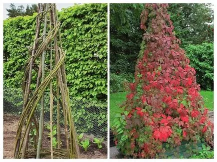 Ipomoea purpurea cum să crească o grădină în turnul verde