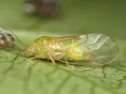 A scăpa de fraier pere