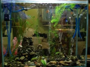 Осъществяване аквариум със 150 литра свои ръце - Бурятия - третата област на България