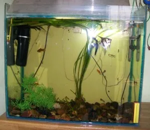 Осъществяване аквариум със 150 литра свои ръце - Бурятия - третата област на България