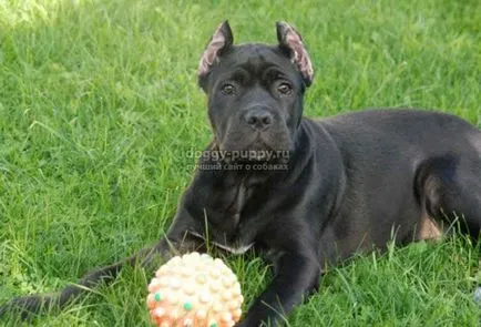 Italiană cane corso descriere, poze si preturi - fauna