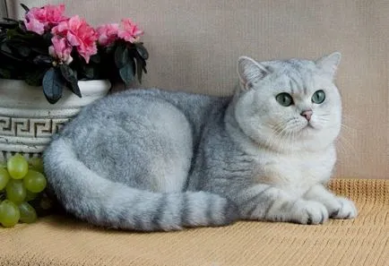 Ce Fold British Shorthair pisici rasa in natura, descriere, culoare, fotografie