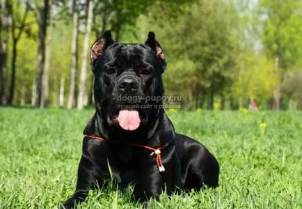 Italiană cane corso descriere, poze si preturi - fauna