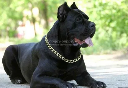 Olasz cane corso leírás, fényképek és árak - fauna