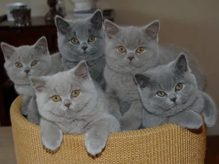 Ce Fold British Shorthair pisici rasa in natura, descriere, culoare, fotografie