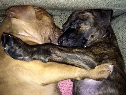 Историята за това как изоставените кученца са станали най-добри приятели