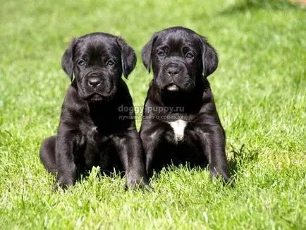 Italiană cane corso descriere, poze si preturi - fauna