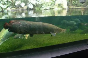 Какви са най-голямата риба в света