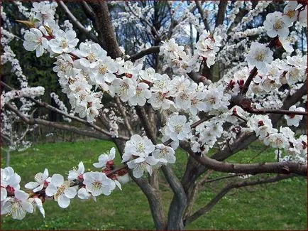 Ce îngrășăminte necesare pentru arbori de primăvară cais