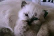 Как да се хранят сиамски котенца