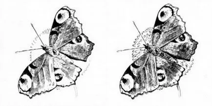 Hogyan kell felhívni a pillangó páva szem ceruza és festék szakaszokban