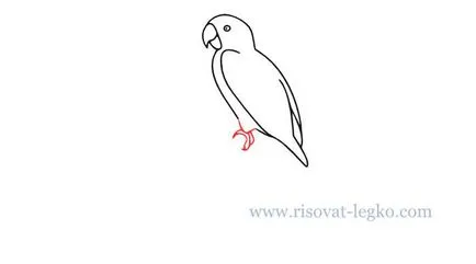 Cum de a desena un pas papagal cu pas pentru incepatori