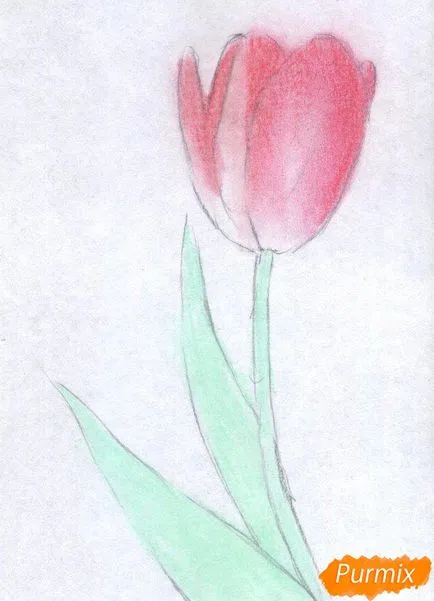 Hogyan kell felhívni a tulipán színes ceruzák szakaszokban