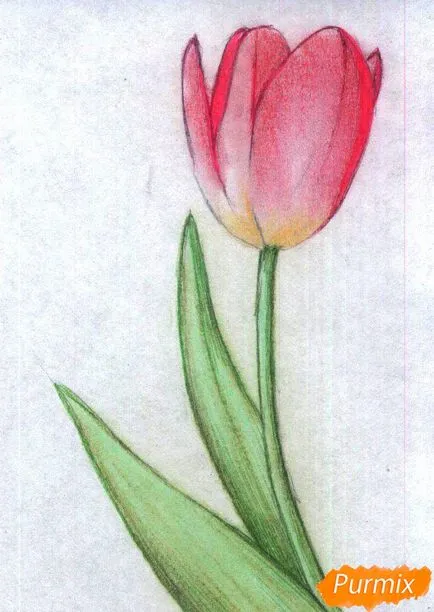 Hogyan kell felhívni a tulipán színes ceruzák szakaszokban