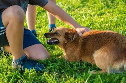 Hogyan kell tanítani a kutyát, hogy feküdjön le egy csapat!