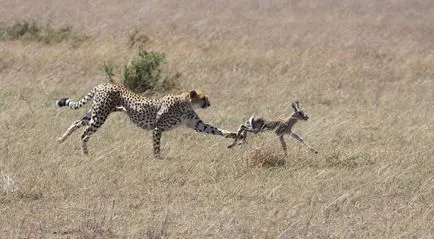 Cheetah, állat enciklopédia