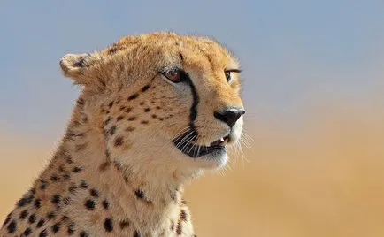 Cheetah, állat enciklopédia