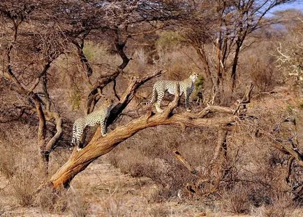 Cheetah, állat enciklopédia