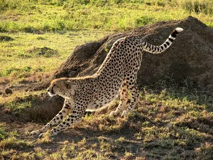 Cheetah, állat enciklopédia