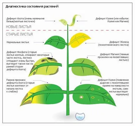 Fotosinteza în acvariu, sau de ce plantele sunt „barbotare“