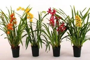 Как да се пресаждат cymbidium дома магически растения