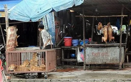 Тъй като яденето на кучета е станал голям бизнес в Виетнам, разкази дълго дакел