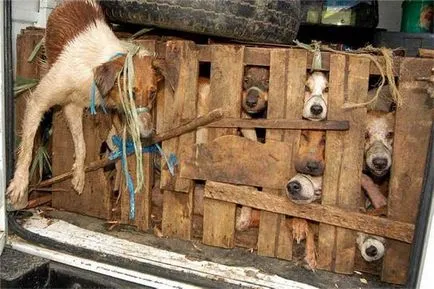 Mivel az evés a kutyák lett nagy üzlet Vietnamban, novella hosszú tacskó