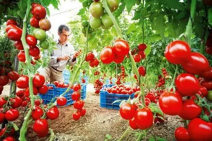 Cum de a deschide o afacere cu efect de seră de la zero, ceea ce este benefic să crească