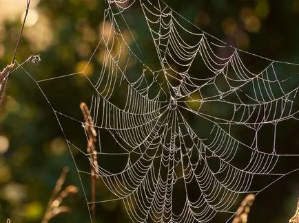 Cum să vâneze păianjeni - descrierea păianjeni de vânătoare