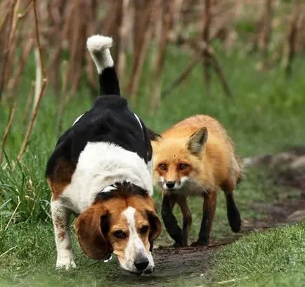 Как да ловува с кучета за лисица