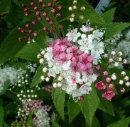 Cum să prune arbuști spirea