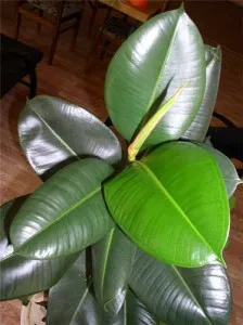 Hogyan segíthet Ficus Elastica