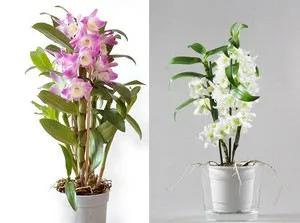 Как да седне орхидея Phalaenopsis и орхидея вкъщи лесно нещо