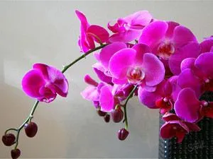 Как да седне орхидея Phalaenopsis и орхидея вкъщи лесно нещо