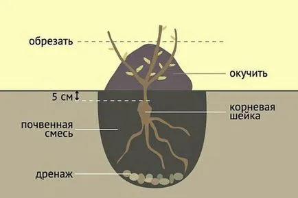 Hogyan ültessünk egy rózsa tavasszal a föld útmutató