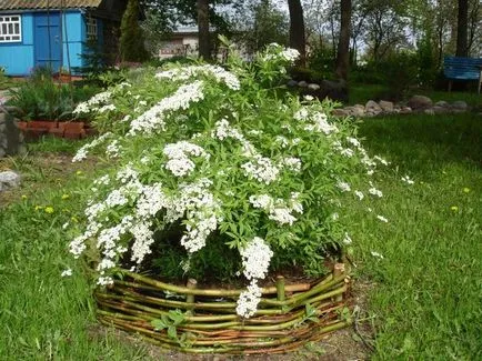 Как да се режат храсти Spirea