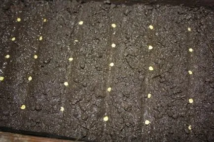 Как да растат сладки чушки в оранжерия в открито поле