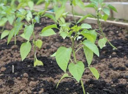 Cum să crească dulce ardei gras într-o seră în câmp deschis