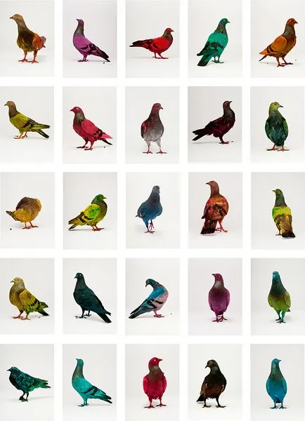 Hogyan, hogy a világ egy szebb színű galambok a Velencei Biennálén