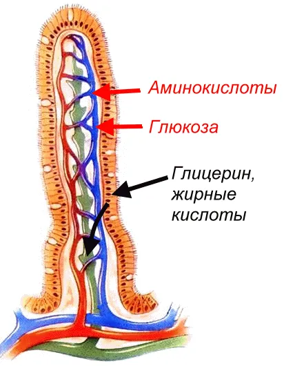 Как да премахнете мазнините изгаряне на мазнини